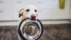 Tierbedarf-Trends im E-Commerce