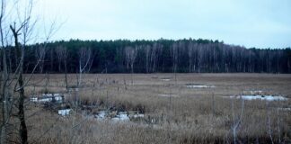 Europaweite Moor-Emission doppelt so hoch wie bisher geschätzt