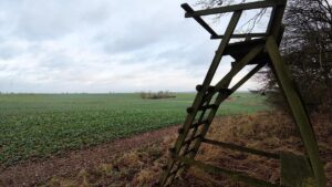 Niedersachsen: Zielgerichteter Wolfsabschuss bleibt vorerst erlaubt