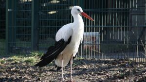 UN-Bericht: Aussterberisiko für wandernde Tierarten gestiegen