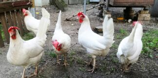 Eierproduktion in Deutschland von Bodenhaltung dominiert