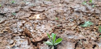 Dax-Konzerne bilden kaum Rückstellungen für Klimarisiken