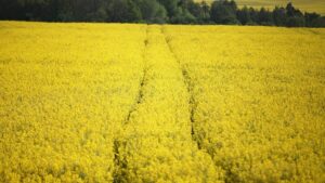 Landwirtschaftliche Erzeugerpreise sinken weiter