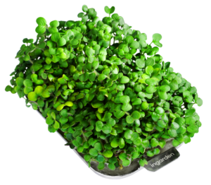 Ergebnis eines interdisziplinären Forschungsverbundes um Berliner Start-up könnte zur Nährstoffergänzung und Diversifizierung unserer Ernährung beitragen