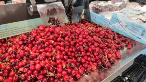 Zweitniedrigste Kirschenernte der vergangenen zehn Jahre