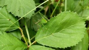 Grüne warnen vor wirtschaftlichen Folgen sinkender Biodiversität