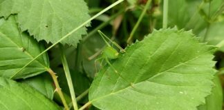BUND legt bei Biodiversitäts-Verfassungsbeschwerde nach