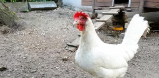 Agrarminister schließt bundesweite Stallpflicht nicht aus