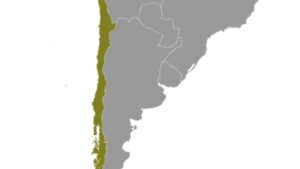 Starkes Seebeben im Meer Hoces – Tsunami an Küste Chiles möglich Starkes Seebeben im Meer Hoces – Tsunami an Küste Chiles möglich