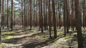 Zustand der Wälder weiter besorgniserregend Zustand der Wälder weiter besorgniserregend