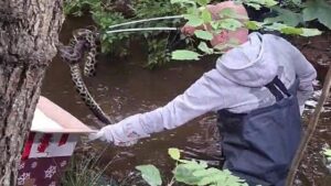 Schleswig-Holstein: Drei Meter lange Anakonda in Bachlauf gefunden