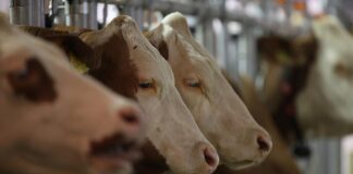 Agrarminister fordert Ernstfall-Übungen auch für Bauernhöfe