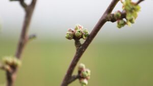 Studie: Pflanzen steuern Mikroorganismen an ihren Wurzeln Studie: Pflanzen steuern Mikroorganismen an ihren Wurzeln