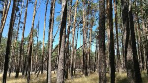 Umweltstaatssekretär sieht Klimaanpassung als "Gemeinschaftsaufgabe" Umweltstaatssekretär sieht Klimaanpassung als "Gemeinschaftsaufgabe"