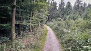 Studie: Artenvielfalt im Wald schützt nicht automatisch vor Dürre