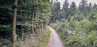 Studie: Artenvielfalt im Wald schützt nicht automatisch vor Dürre