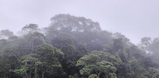 Schneider verteidigt Fehlen konkreter Summe zum Tropenwald-Fonds