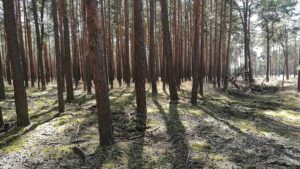 Forscher pochen auf zügige CO2-Entnahme aus der Atmosphäre