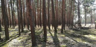 Forscher pochen auf zügige CO2-Entnahme aus der Atmosphäre